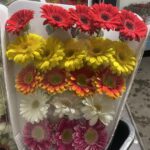 MiniGerbere 25st